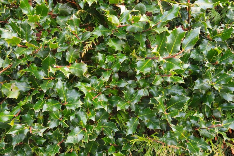 Holly Pruning