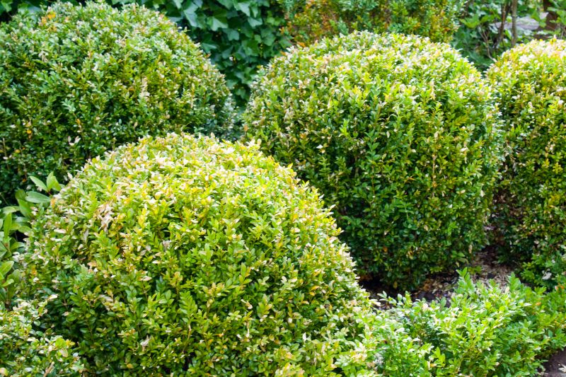 Trimmed Shrubs with Sharp Edges