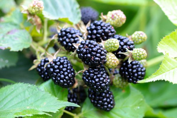 Blackberry Bush Removal in Biloxi