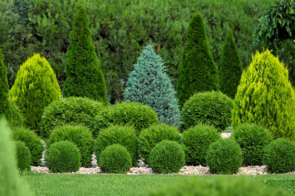 Cost of Bush Shaping Service in Biloxi