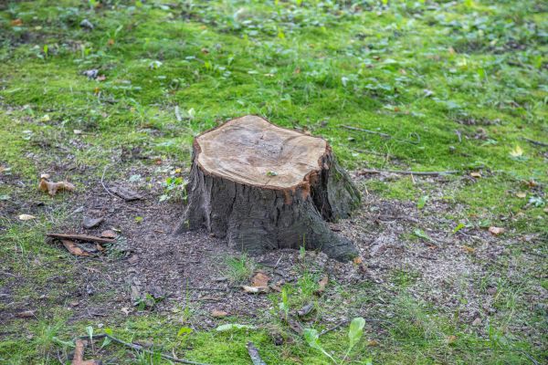 Bush Stump Removal in Biloxi