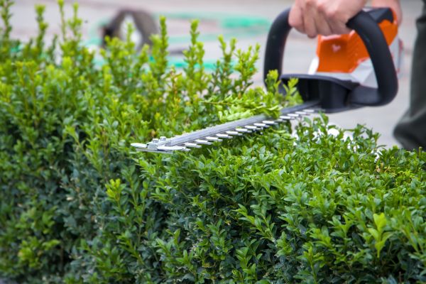 Hedge Pruning in Biloxi
