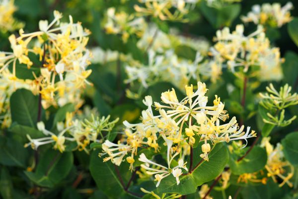 Cost of Honeysuckle Removal in Biloxi