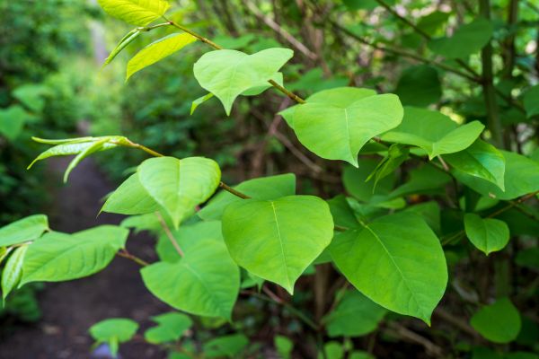 Cost of Invasive Plant Removal in Biloxi