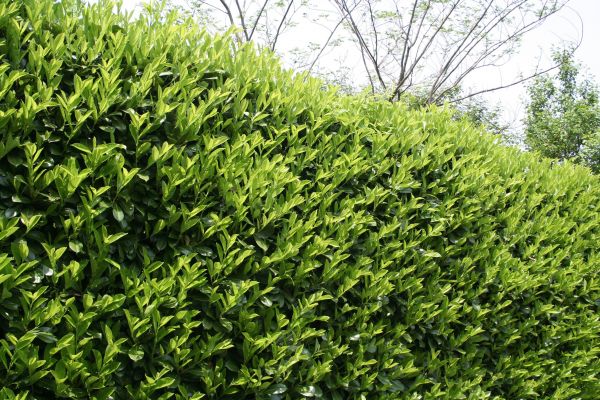 Cost of Laurel Removal in Biloxi