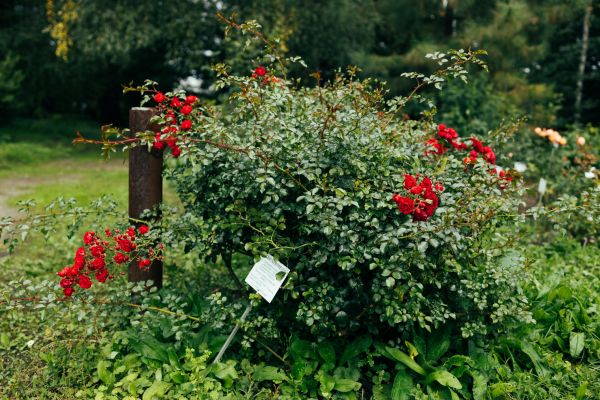 Cost of Rose Bush Removal in Biloxi