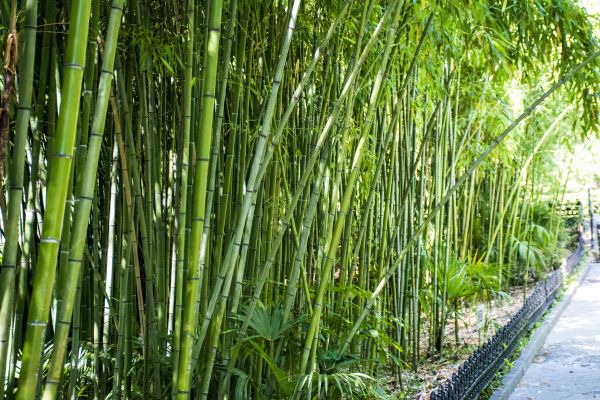 Cost of Bamboo Root Removal in Biloxi