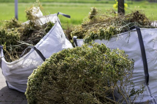 Cost of Plant Removal Service in Biloxi