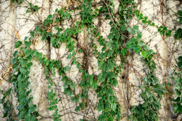 Cost of Vine Removal Service in Biloxi