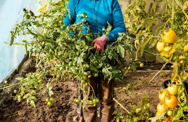 Cost of Garden Plant Removal in Biloxi