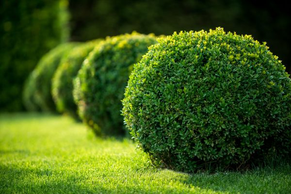 Cost of Bush Pruning in Biloxi