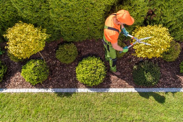 Cost of Topiary Trimming in Biloxi
