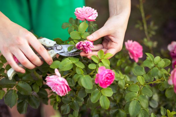 Cost of Rose Shearing in Biloxi