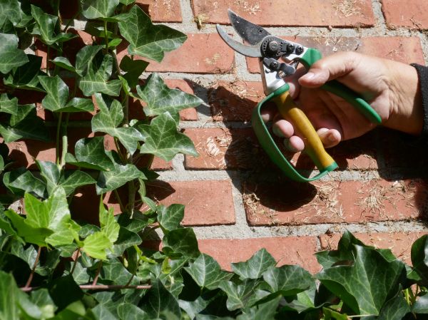 Cost of Ivy Removal Service in Biloxi