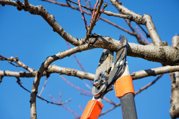 Cost of Selective Pruning in Biloxi