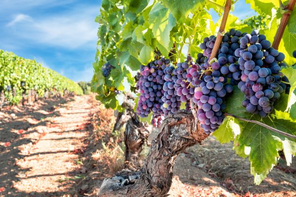 Cost of Grapevine Pruning in Biloxi