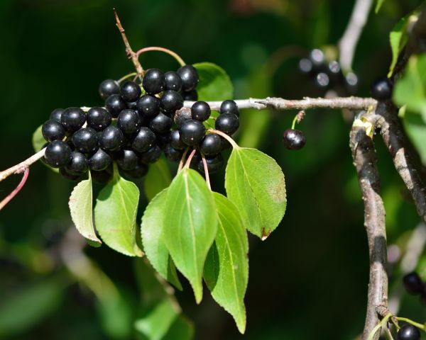 Cost of Buckthorn Removal in Biloxi