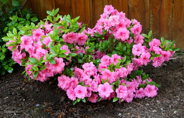 Cost of Azaleas Removal in Biloxi