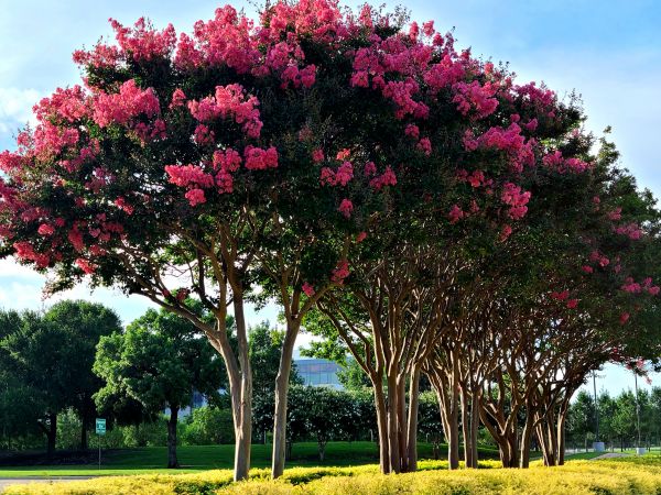 Cost of Crepe Myrtle Pruning in Biloxi