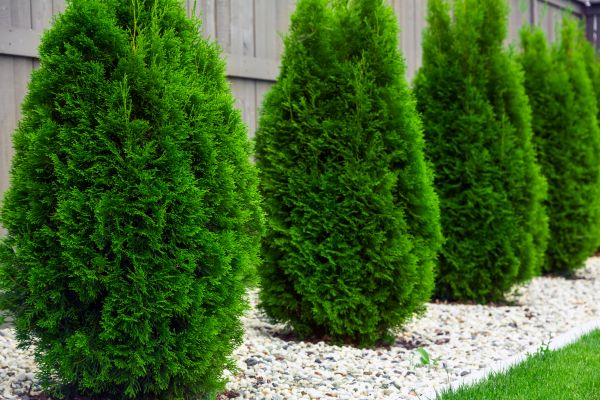 Cost of Arborvitae Pruning in Biloxi