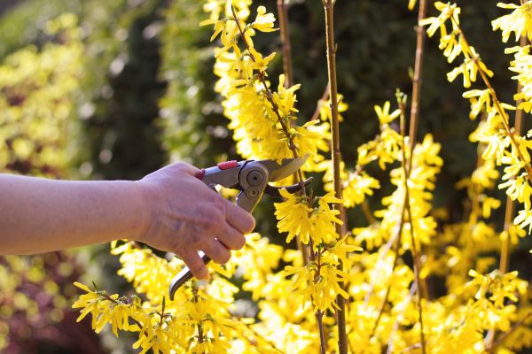 Forsythia Pruning in Biloxi