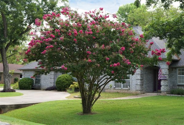 Crepe Myrtle Trimming in Biloxi