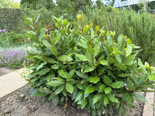 Cost of Laurel Hedge Removal in Biloxi