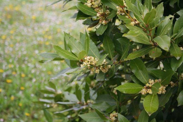 Cost of Laurel Trimming in Biloxi