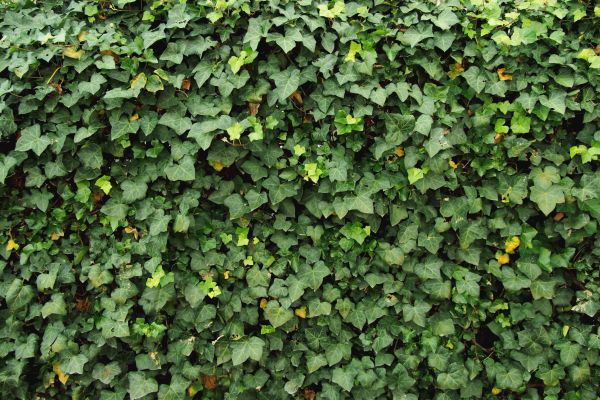 Cost of Ivy Pruning service in Biloxi