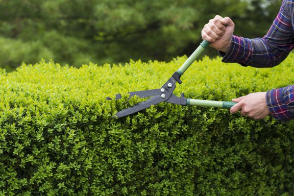 Cost of Evergreen Shrub Pruning in Biloxi