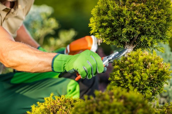 Cost of Landscape Pruning Service in Biloxi