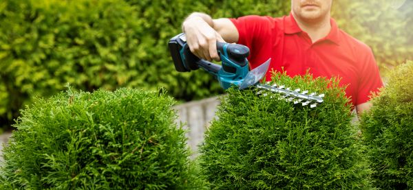 Cost of Hedge Shaping Service in Biloxi