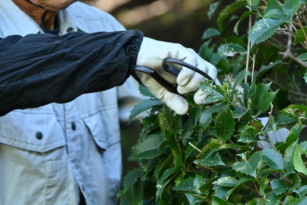 Holly Pruning in Biloxi
