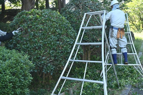 Cost of Holly Shaping in Biloxi