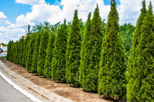 Cost of Arborvitae Shearing in Biloxi