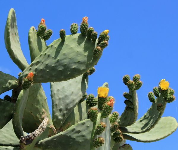 Cost of Cactus Removal in Biloxi