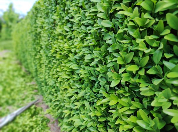Cost of Boxwood Pruning in Biloxi