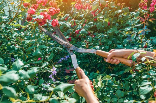 Knockout Roses Pruning in Biloxi