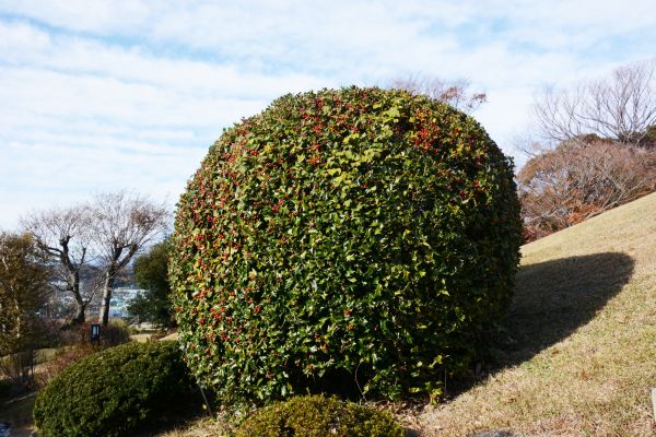 Cost of Holly Shrub Pruning in Biloxi