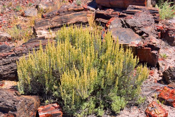Cost of Sagebrush Removal in Biloxi