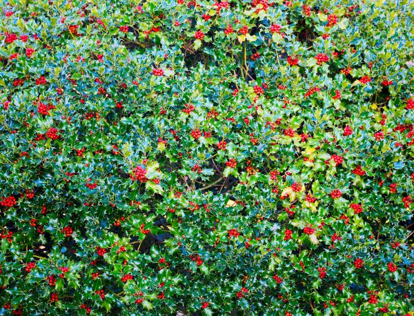 Cost of Holly Bush Removal in Biloxi