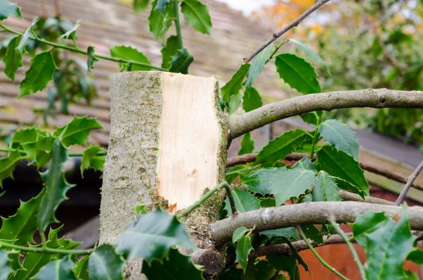Cost of Holly Tree Removal in Biloxi