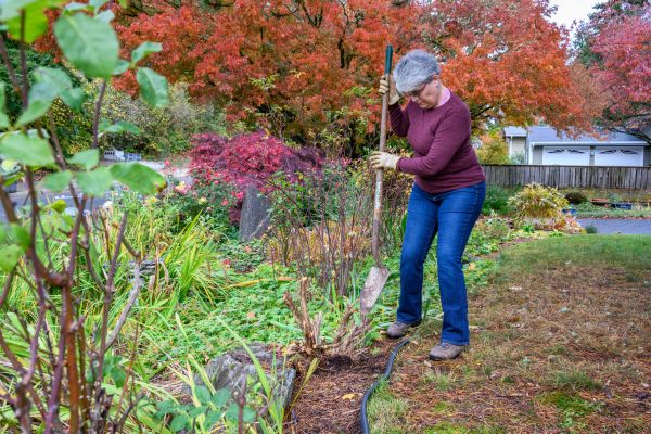 Cost of Dead Bush Removal in Biloxi