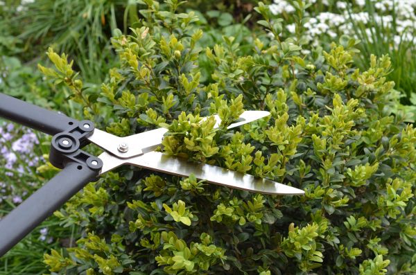 Cost of Boxwood Trimming in Biloxi