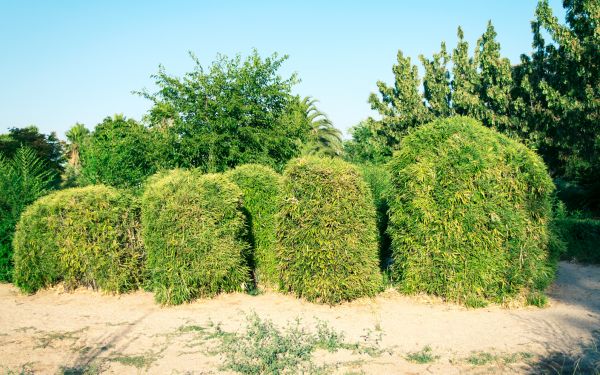 Cost of Bamboo Hedge Removal in Biloxi
