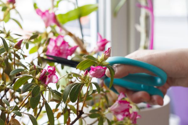 Azalea Pruning in Biloxi