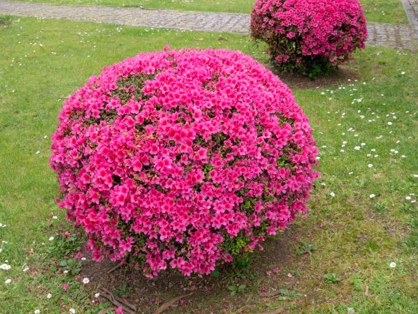 Cost of Rhododendron Pruning in Biloxi