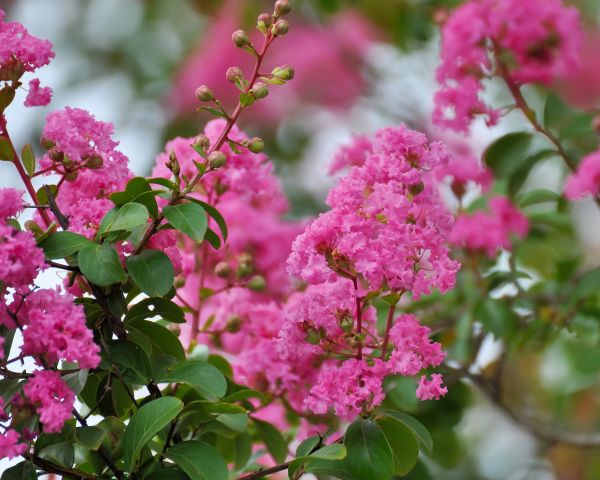 Cost of Crepe Myrtle Removal in Biloxi