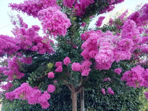 Cost of Crape Myrtle Pruning in Biloxi