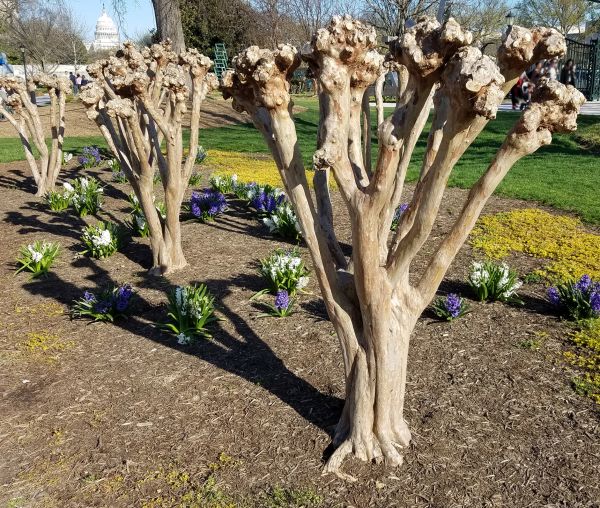 Cost of Myrtle Tree Removal in Biloxi